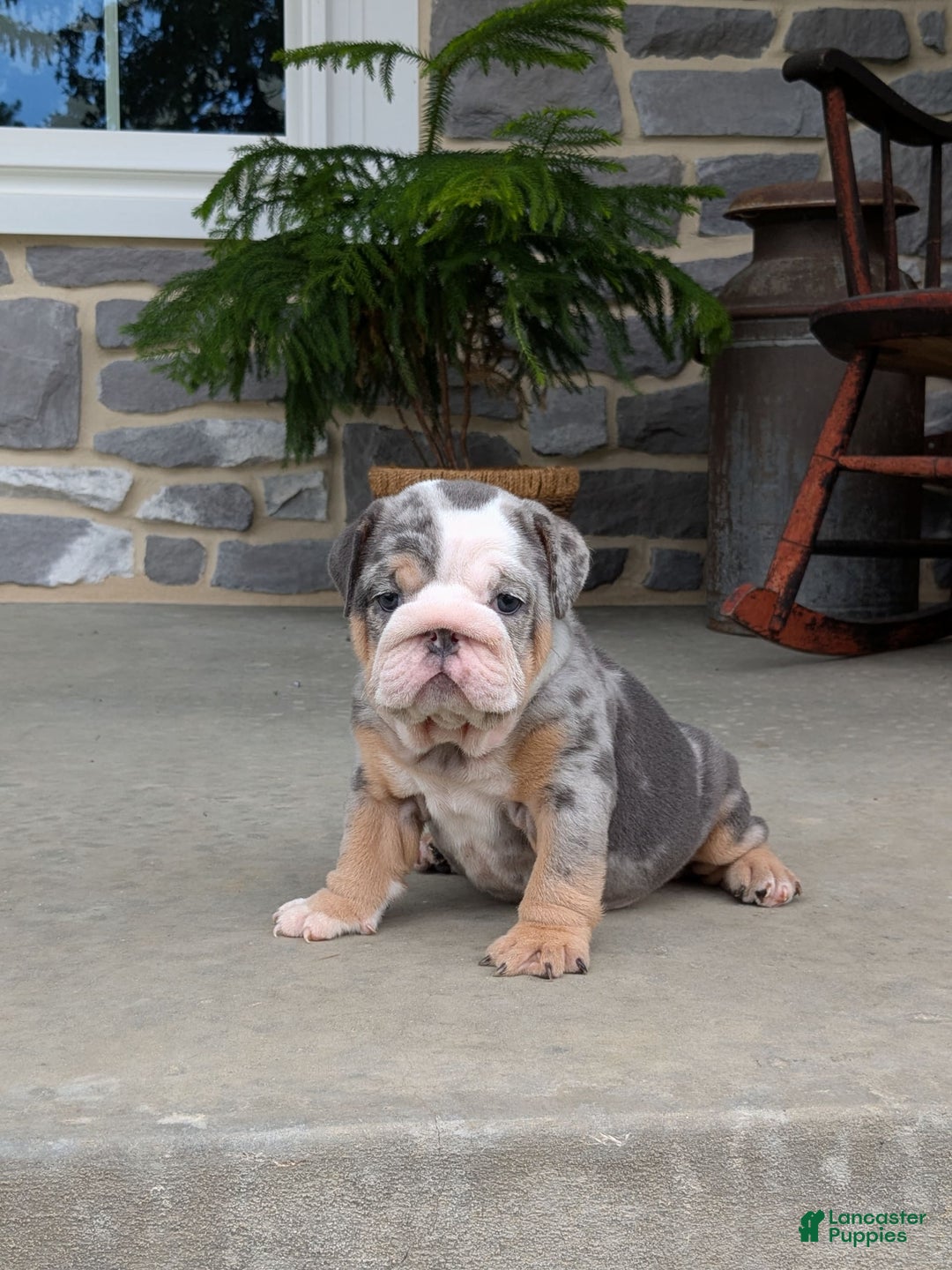 English Bulldog dogs for sale: Lexi - Image 8