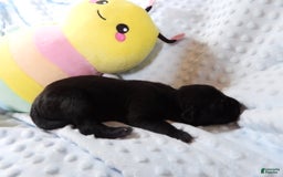 Great Dane dogs for sale: Storm - Image 1