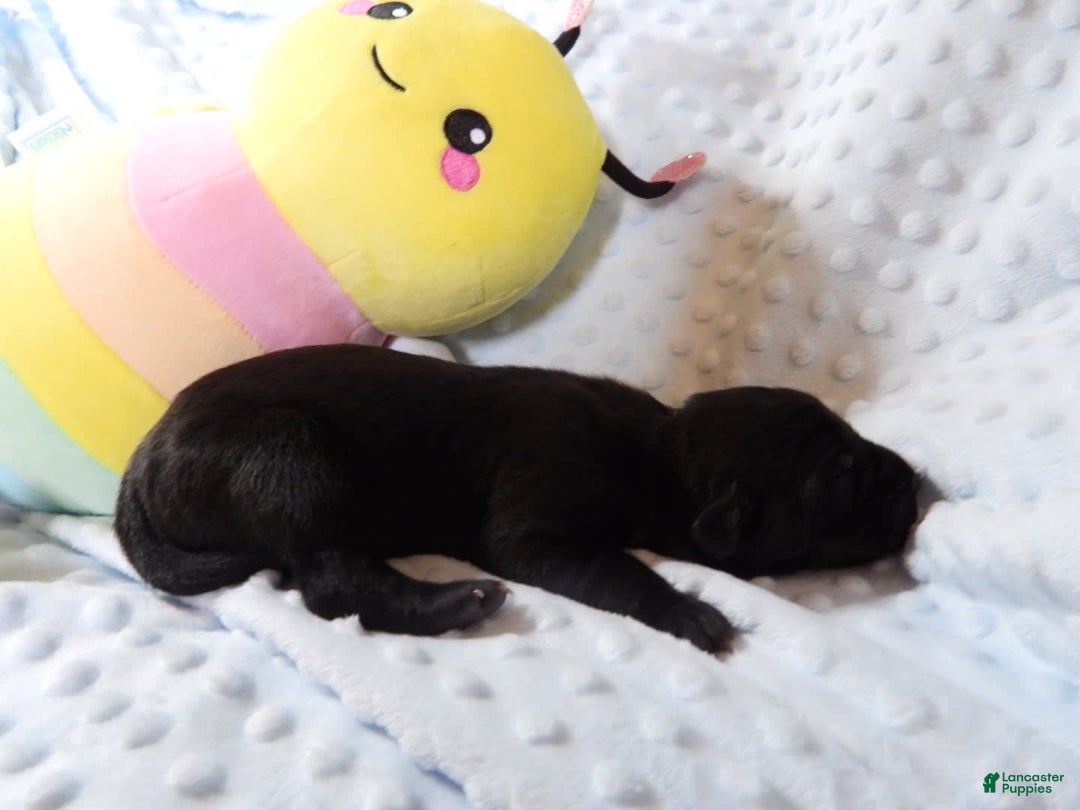 Great Dane dogs for sale: Storm - Image 1
