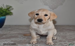 Labrador Retriever dogs for sale: Summer Rose - Image 1