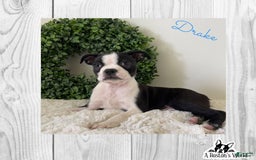 Boston Terrier dogs for sale: Drake - Image 2