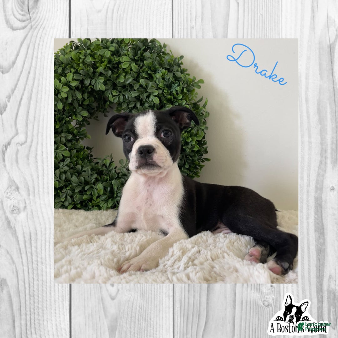 Boston Terrier dogs for sale: Drake - Image 2