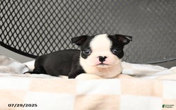 Boston Terrier dogs for sale: Junior - Image 1