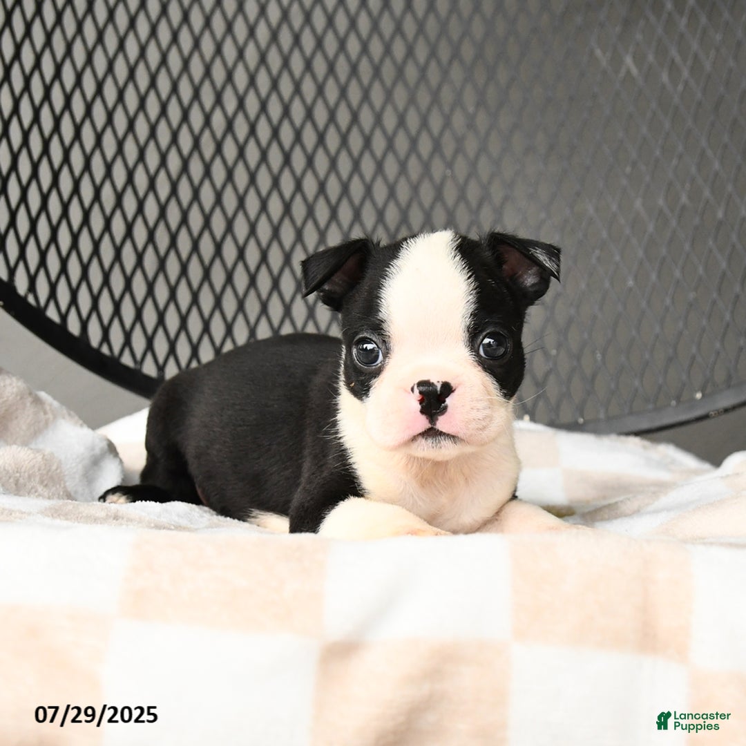 Boston Terrier dogs for sale: Junior - Image 1