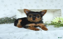 Yorkshire Terrier dogs for sale: Sophie - Image 4