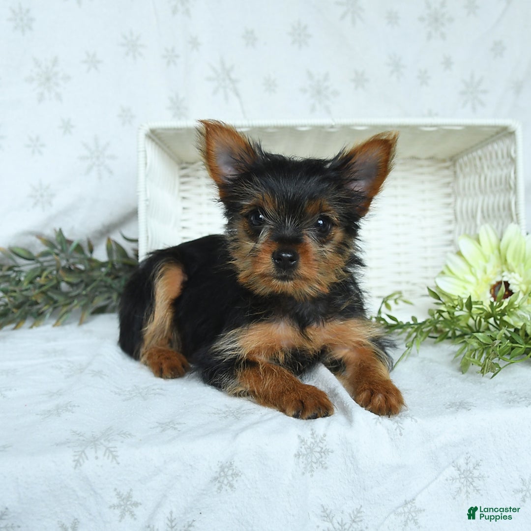 Yorkshire Terrier dogs for sale: Sophie - Image 4