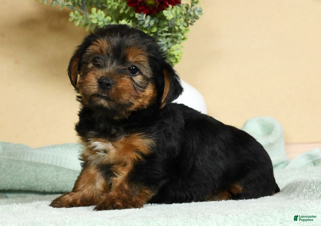 Yorkshire Terrier dogs for sale: Liam - Image 1