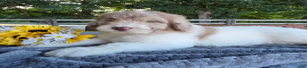 Finn