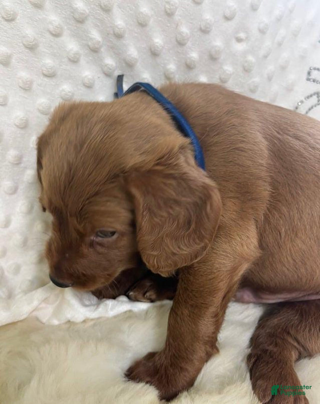 Goldendoodle dogs for sale: Danby - Image 4
