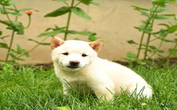 Shiba Inu dogs for sale: Petunia - Image 3