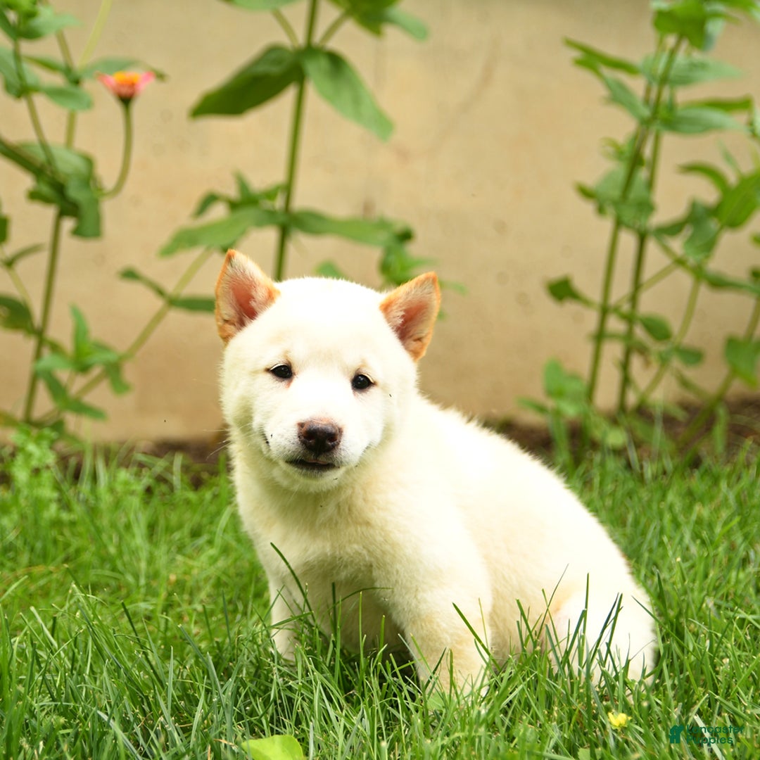Shiba Inu dogs for sale: Petunia - Image 3