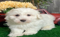 Coton De Tulear dogs for sale: Archer - Image 5