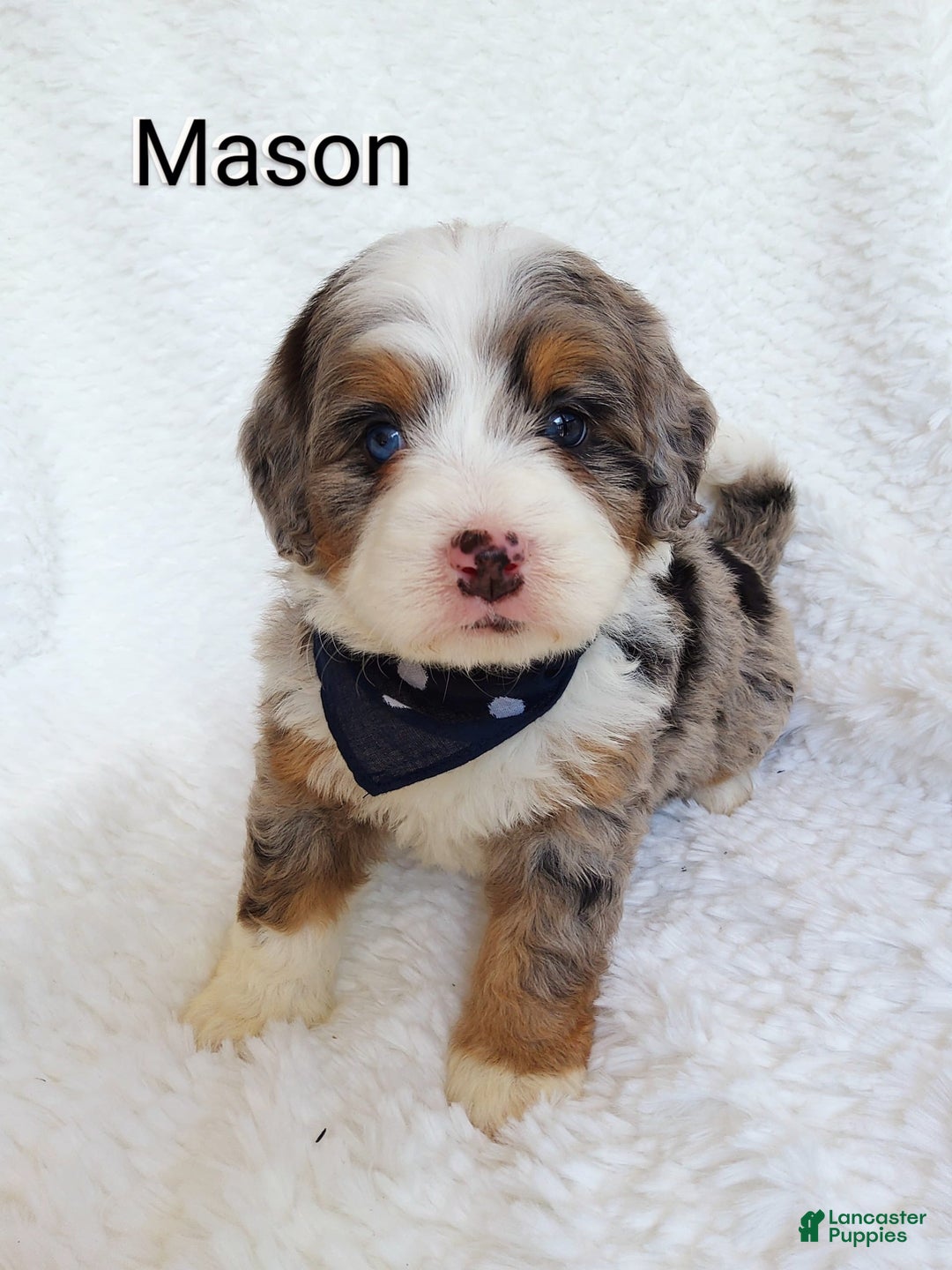 Mini Bernedoodle dogs for sale: Mason - Image 1