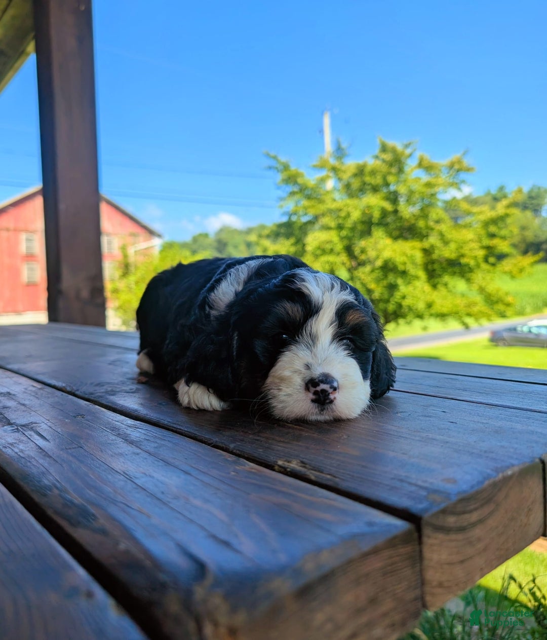 Mini Bernedoodle dogs for sale: Hazel - Image 6