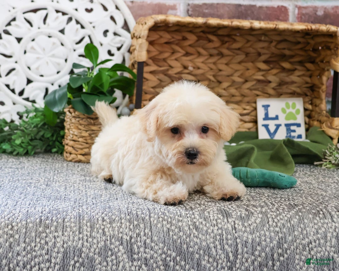 West Highland Terrier dogs for sale: Digger - Image 6