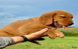 Golden Retriever dogs for sale: Clifford - Image 7