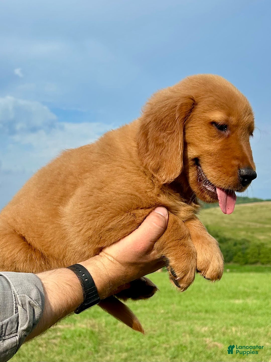 Golden Retriever dogs for sale: Clifford - Image 7