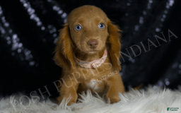 Miniature Dachshund dogs for sale: Mitzy - Image 5