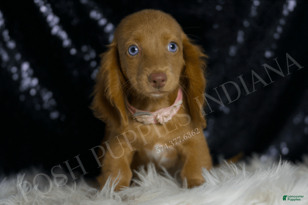 Miniature Dachshund dogs for sale: Mitzy - Image 5