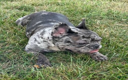 French Bulldog dogs for sale: Zelda - Image 4