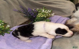 Old English Sheepdog dogs for sale: Violet - Image 1