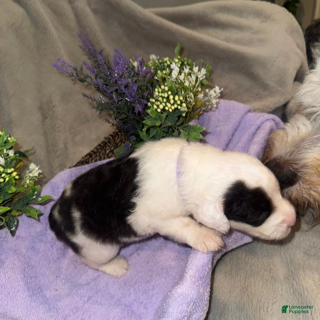 Old English Sheepdog dogs for sale: Violet - Image 1