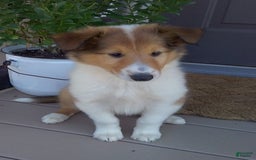 Collie dogs for sale: Bridget - Image 3