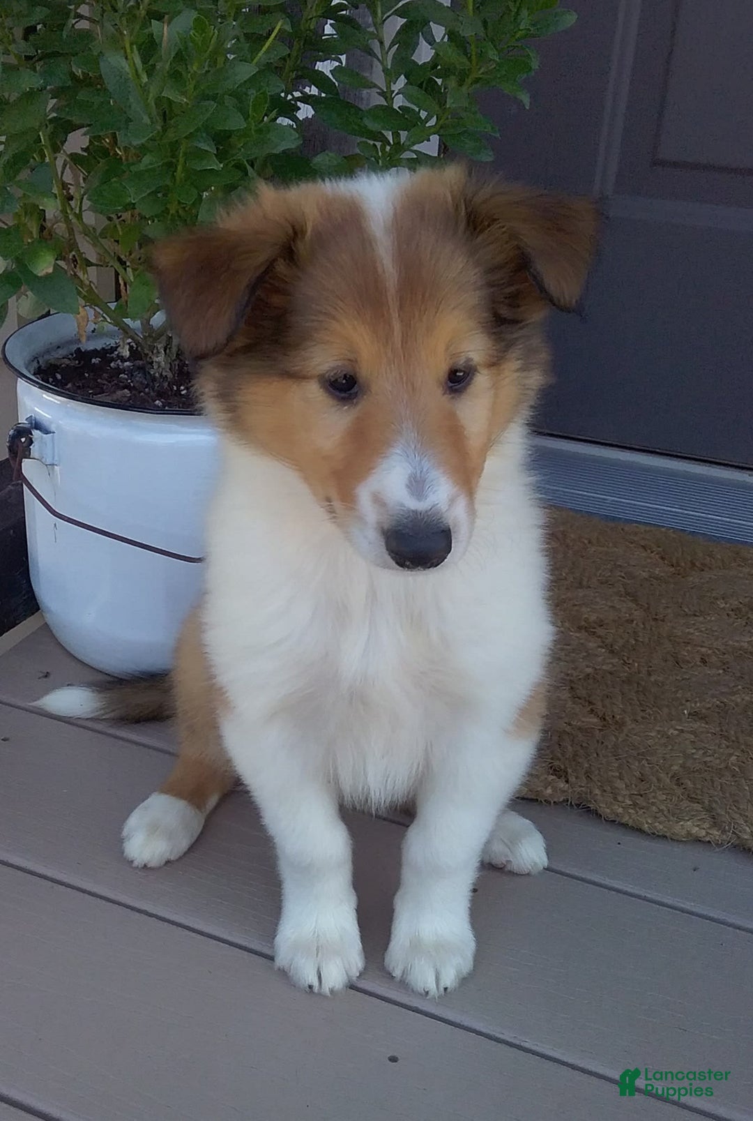 Collie dogs for sale: Bridget - Image 3