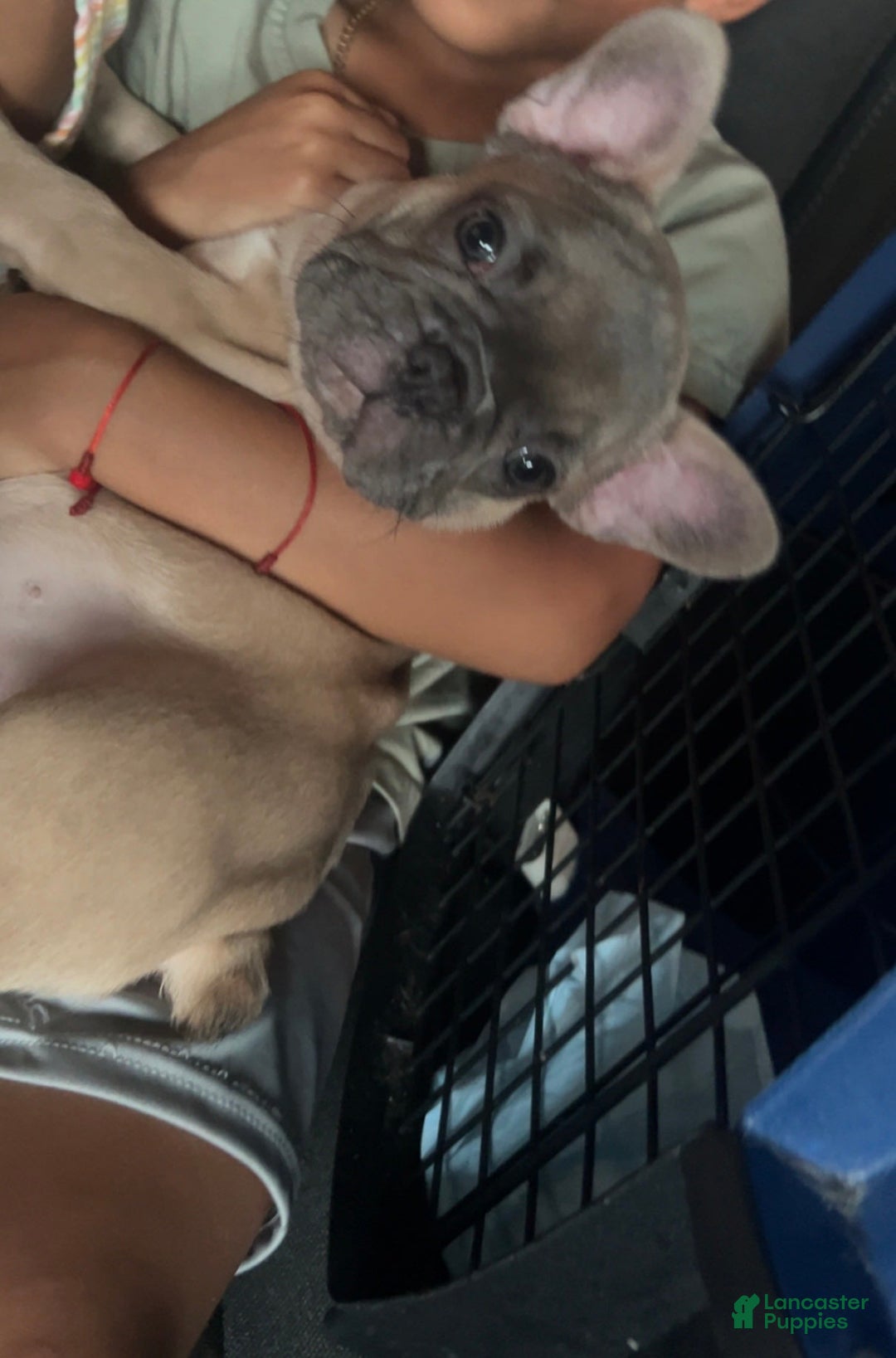 French Bulldog dogs for sale: D - Image 2