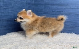 Pomeranian dogs for sale: Taryn - Image 9