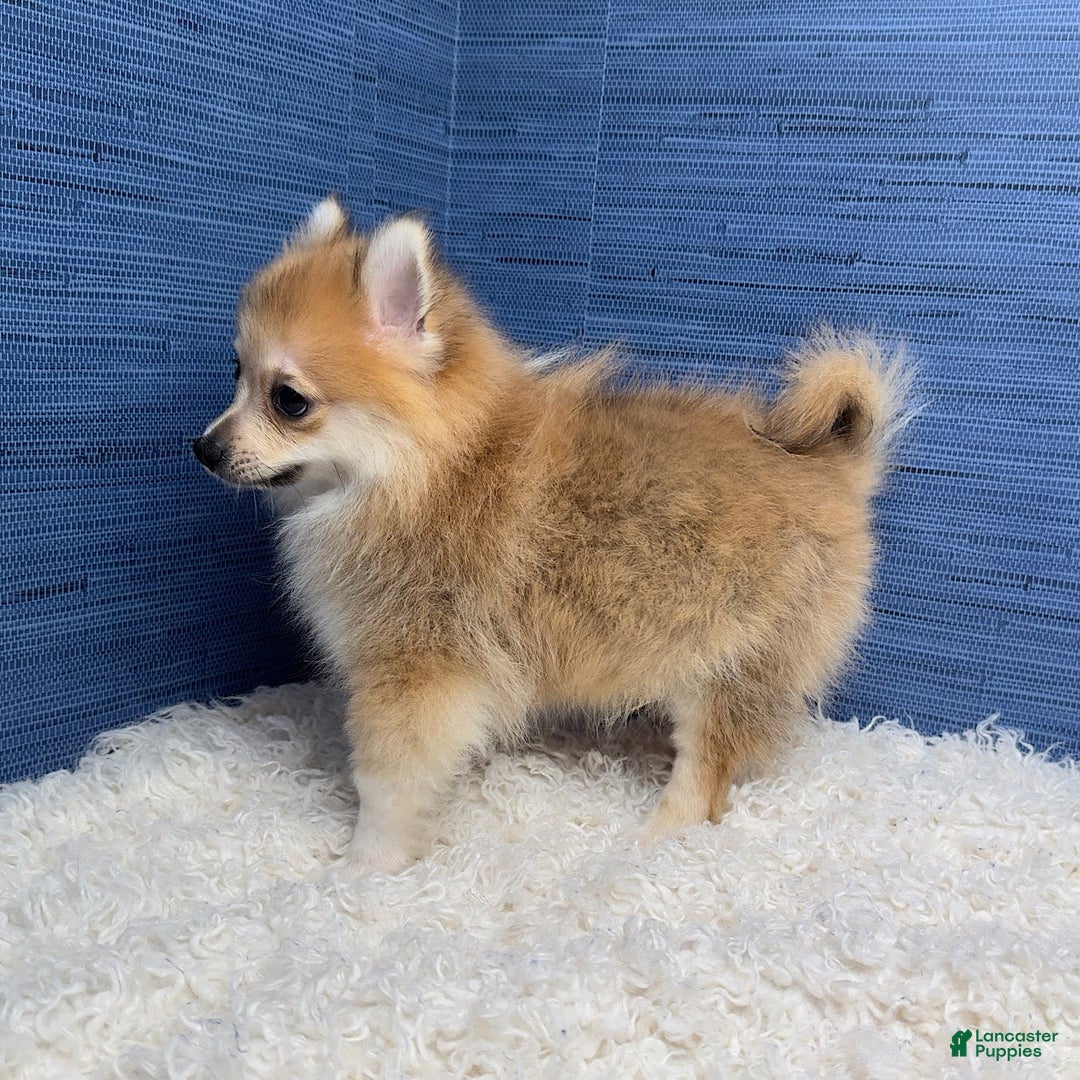 Pomeranian dogs for sale: Taryn - Image 9