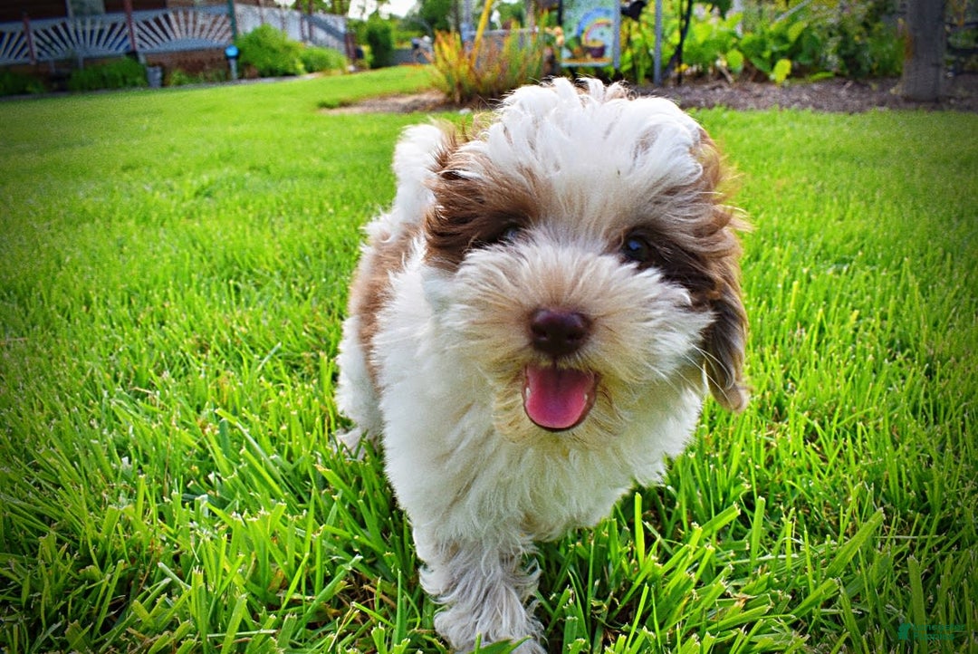 Havapoo dogs for sale: Vixen - Image 22