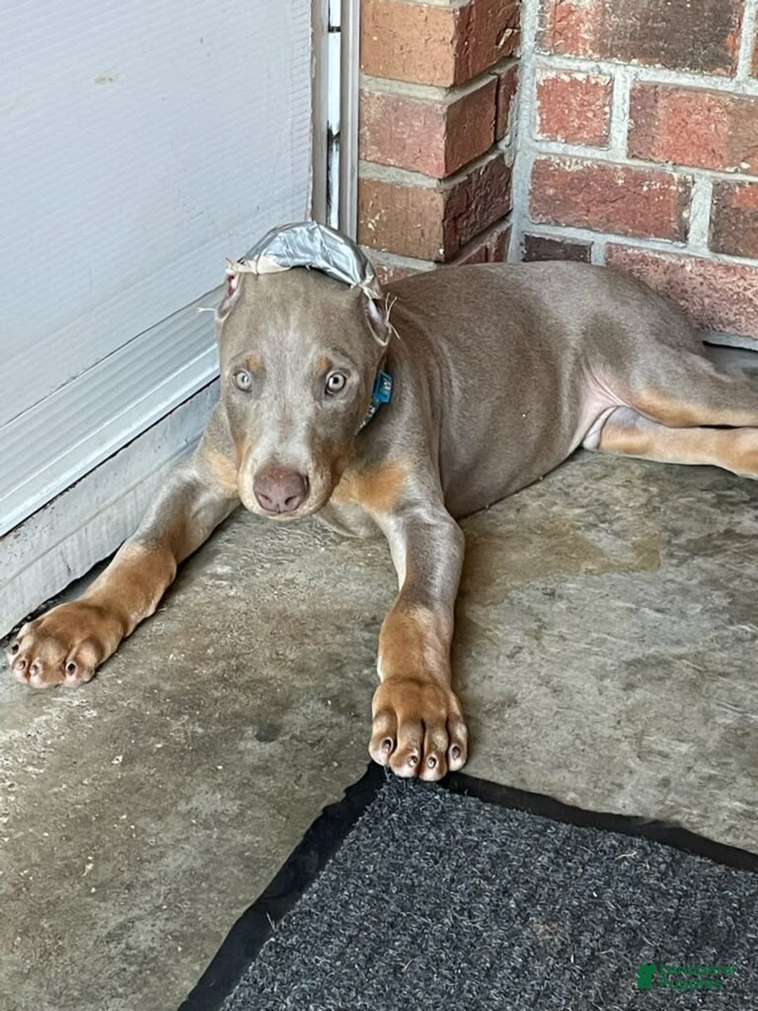 Doberman Pinscher dogs for sale: Smurf - Image 12