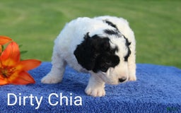 Spanish Water Dog dogs for sale: Dirty Chia - Image 2