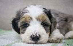 Mini Bernedoodle dogs for sale: Luke - Image 6