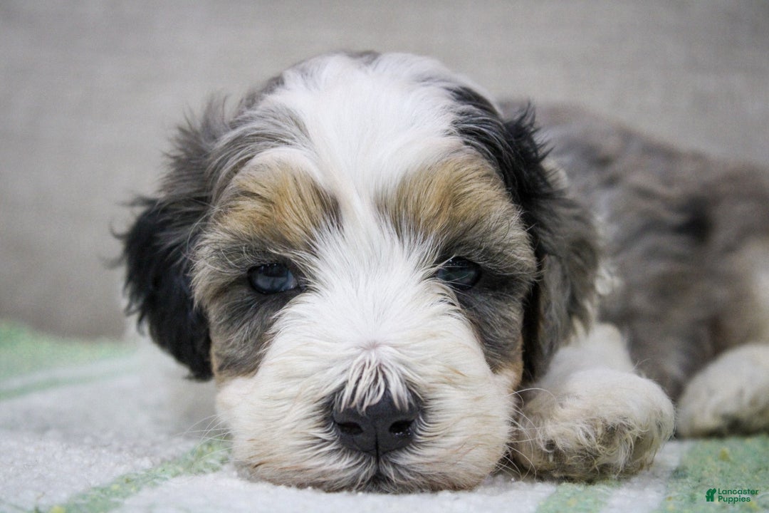 Mini Bernedoodle dogs for sale: Luke - Image 6