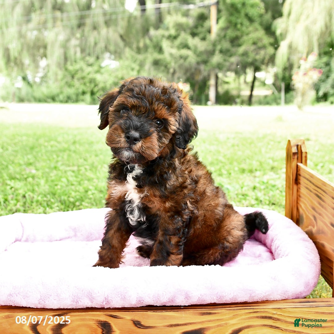 Miniature Poodle dogs for sale: Elvis - Image 1
