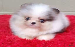 Pomeranian dogs for sale: Chip - Image 7