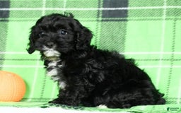 Cockapoo dogs for sale: Valerie - Image 1