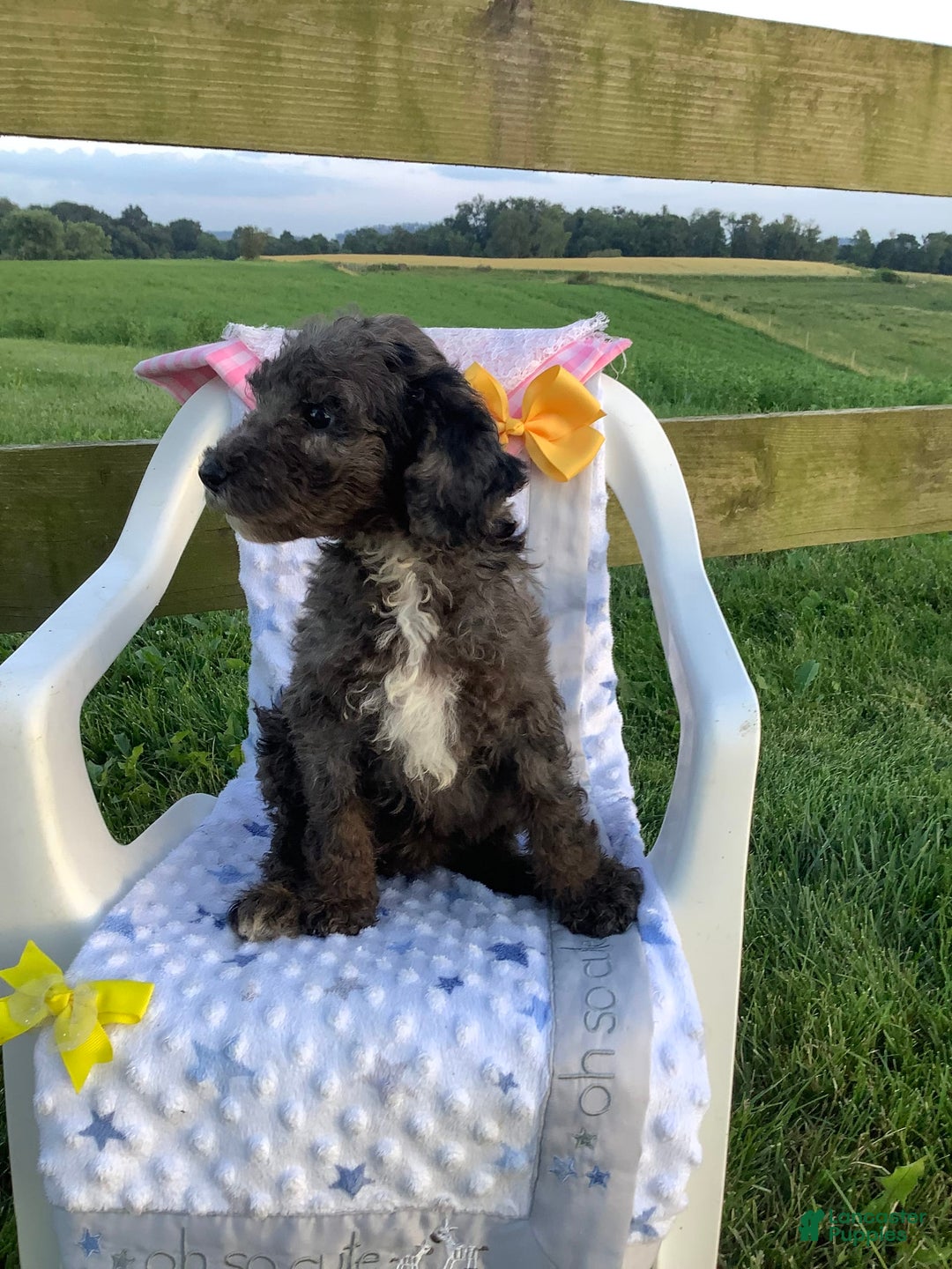 Goldendoodle dogs for sale: Lucy - Image 8