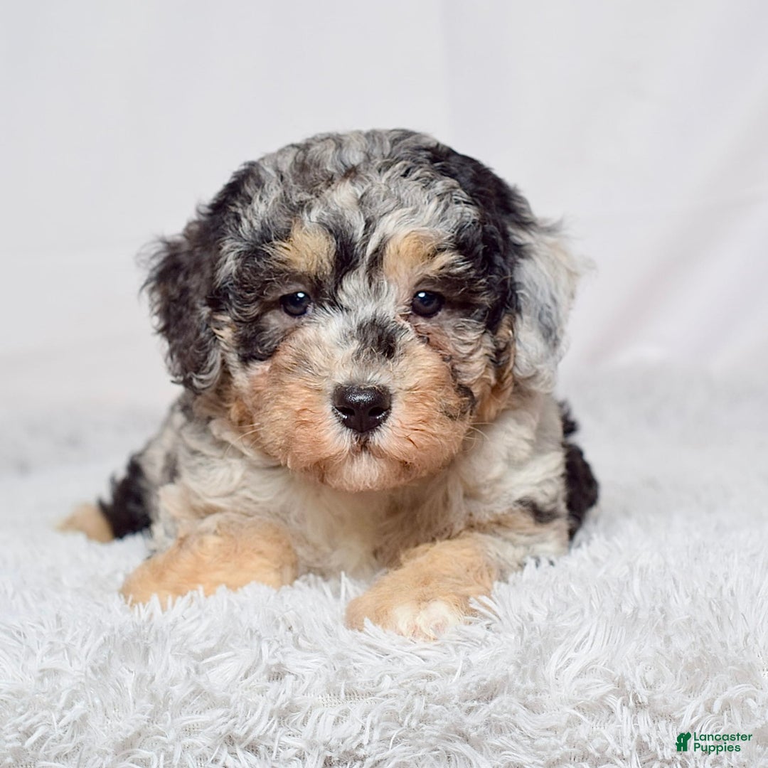 Mini Goldendoodle dogs for sale: Ms. Macy - Image 7