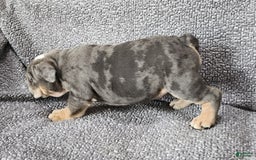 English Bulldog dogs for sale: Kelly - Image 9