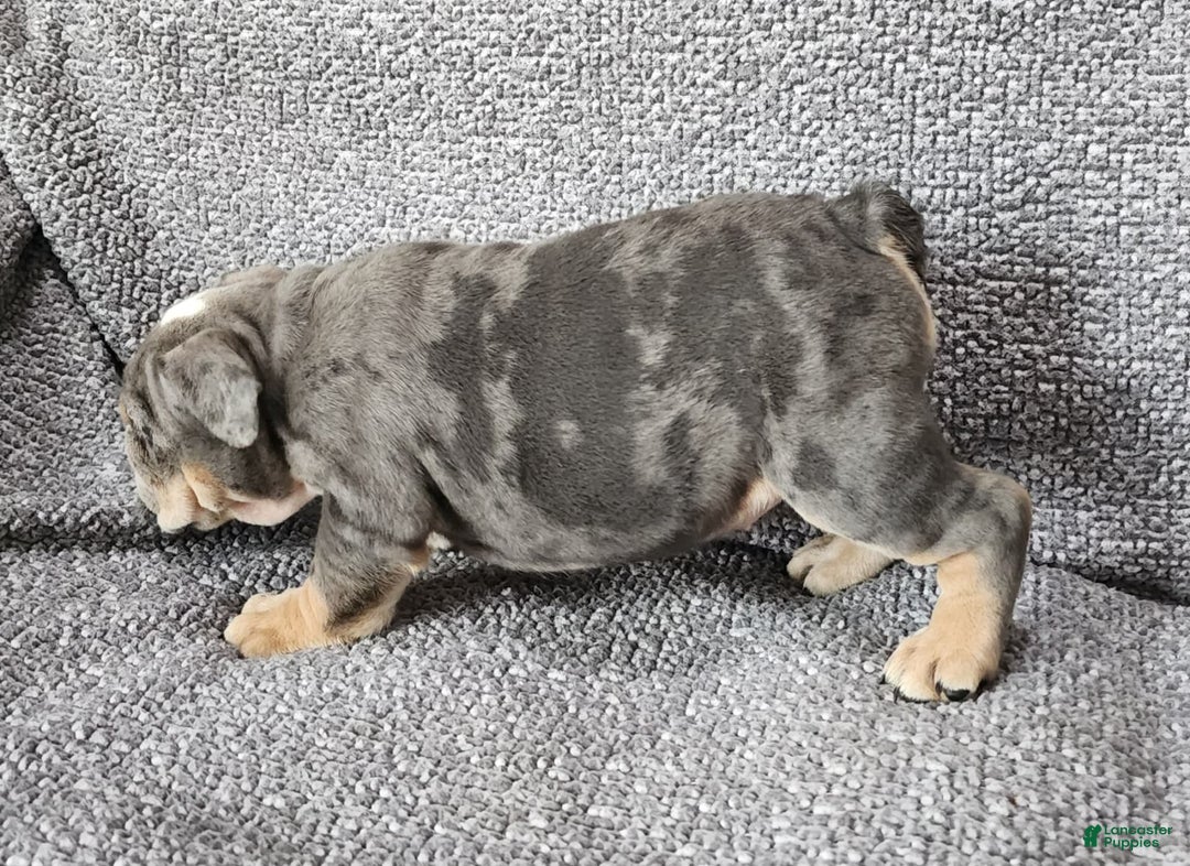 English Bulldog dogs for sale: Kelly - Image 9