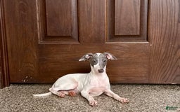 Italian Greyhound dogs for sale: Jace - Image 7