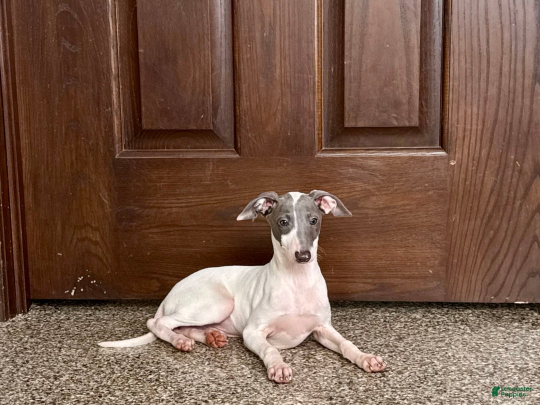 Italian Greyhound dogs for sale: Jace - Image 7