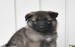 German Shepherd dogs for sale: Jackson - Image 5