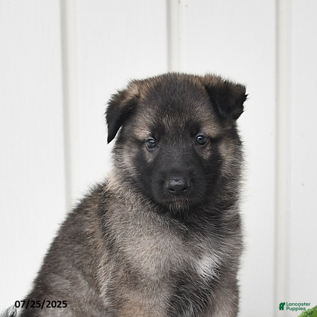 German Shepherd dogs for sale: Jackson - Image 5