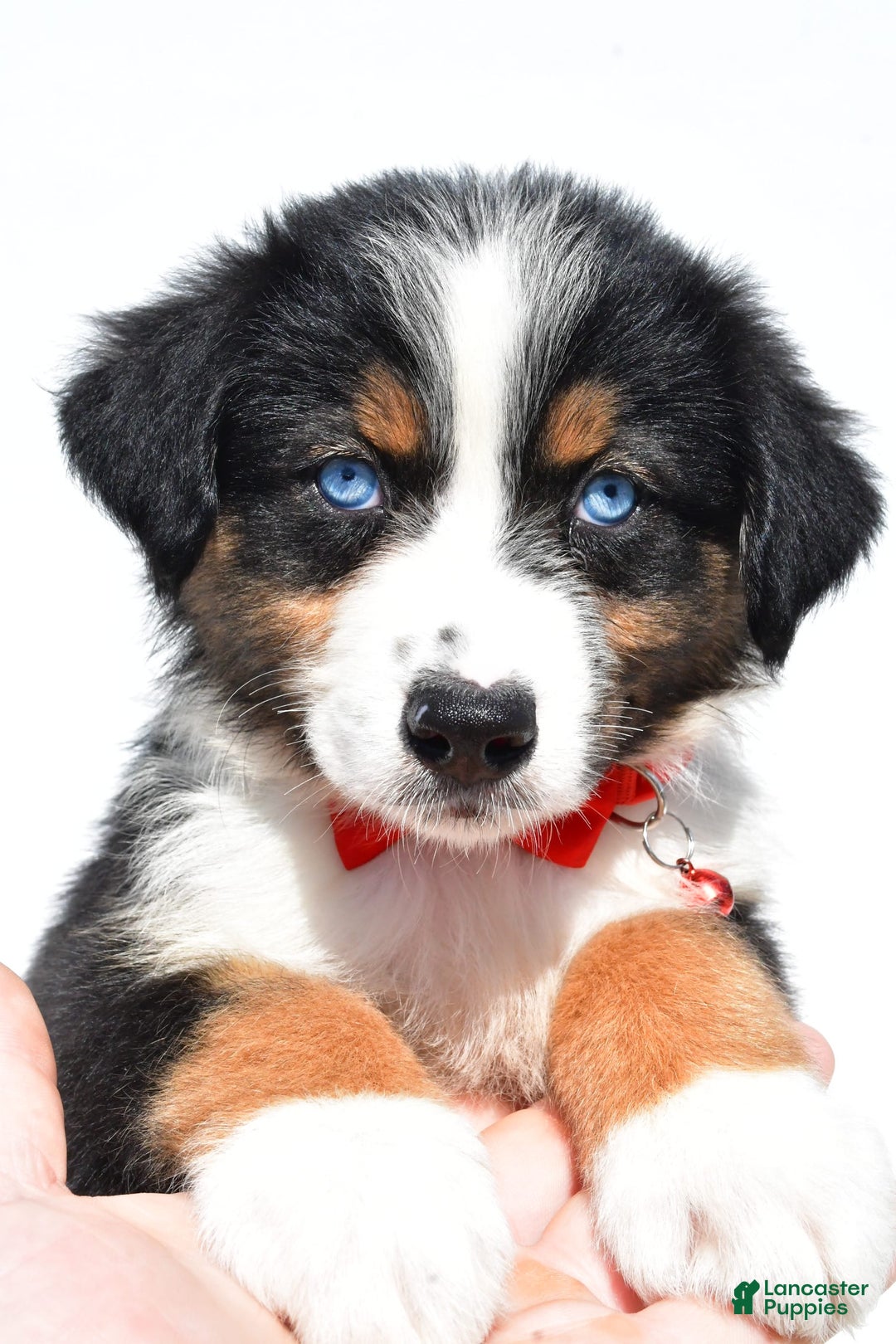 Australian Shepherd dogs for sale: Kylo - Image 3