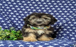 Cavapoo dogs for sale: Dunleigh Hypoallergenic - Image 7