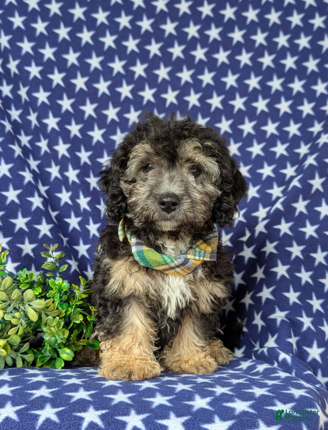 Cavapoo dogs for sale: Dunleigh Hypoallergenic - Image 7